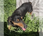 Small #1 Dachshund