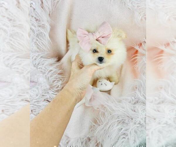 Medium Photo #14 Pomeranian Puppy For Sale in HOLLYWOOD, FL, USA