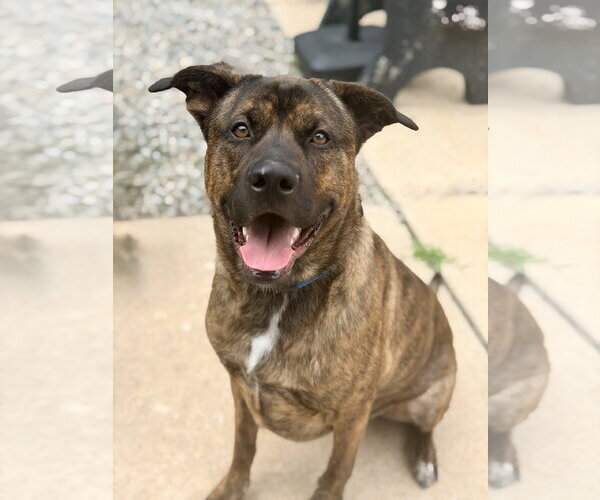 Medium Photo #4 Mastiff Puppy For Sale in Jackson , NJ, USA