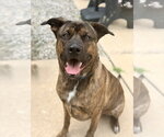 Small #3 Mastiff