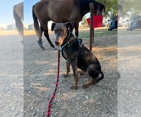 Medium Photo #4 Doberman Pinscher Puppy For Sale in Fountain , CO, USA