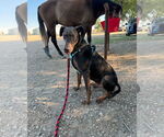Small #3 Doberman Pinscher