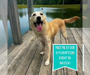 Labrador Retriever-Unknown Mix Dogs for adoption in Boston, MA, USA