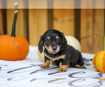 Puppy Ollie Dachshund