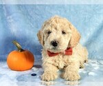 Small Photo #17 Goldendoodle Puppy For Sale in PAULINE, SC, USA