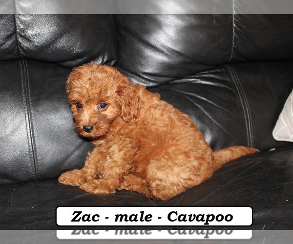 Medium Photo #3 Cavapoo Puppy For Sale in CLARKRANGE, TN, USA