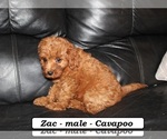Small #2 Cavapoo