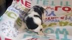 Small Photo #1 Newfoundland-Saint Bernard Mix Puppy For Sale in BERESFORD, SD, USA