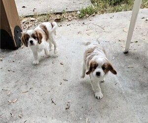 Cavalier King Charles Spaniel Litter for sale in SAINT PETERSBURG, FL, USA