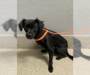 Chihuahua-Unknown Mix Dogs for adoption in Las Vegas, NV, USA