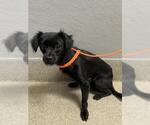 *BISCUIT - Male Chihuahua-Unknown Mix Dog for Adoption - Small photo