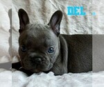 Small Photo #11 French Bulldog Puppy For Sale in BIGFORK, MT, USA