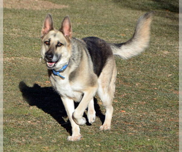 Medium Photo #3 German Shepherd Dog Puppy For Sale in Phoenix, AZ, USA