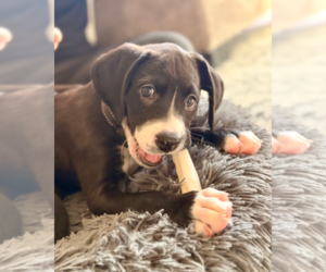 Mutt Dogs for adoption in Holly Springs, NC, USA