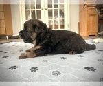 Small Photo #4 German Shepherd Dog Puppy For Sale in MAPLE GROVE, MN, USA