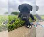 Small #1 Labrador Retriever Mix