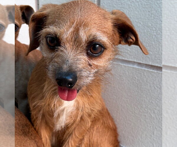 Medium Photo #1 Mutt Puppy For Sale in Rockaway, NJ, USA