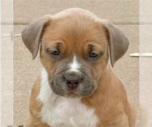 American Pit Bull Terrier-Unknown Mix Dogs for adoption in Laramie, WY, USA