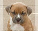 Small American Pit Bull Terrier Mix