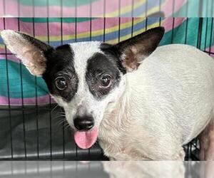 Mutt Dogs for adoption in San Antonio, TX, USA