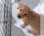 Small Photo #12 Chipin Puppy For Sale in San Diego, CA, USA