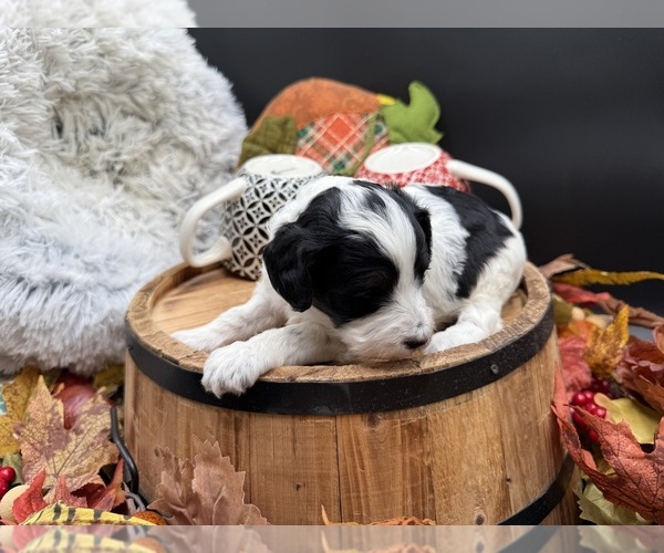 Medium Photo #3 Goldendoodle mix (+ Poodle Miniature) Puppy For Sale in HAYDEN, AL, USA