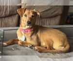 Small #1 Australian Shepherd-Feist Terrier Mix