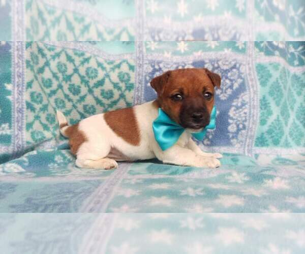 Medium Photo #9 Jack Russell Terrier Puppy For Sale in HONEY BROOK, PA, USA