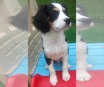 Small Photo #67 Australian Shepherd-Cavalier King Charles Spaniel Mix Puppy For Sale in HOWLAND, OH, USA