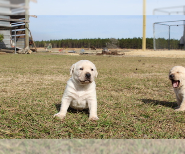 Medium Photo #1 Labrador Retriever Puppy For Sale in ODUM, GA, USA