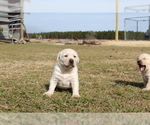 Small Photo #1 Labrador Retriever Puppy For Sale in ODUM, GA, USA