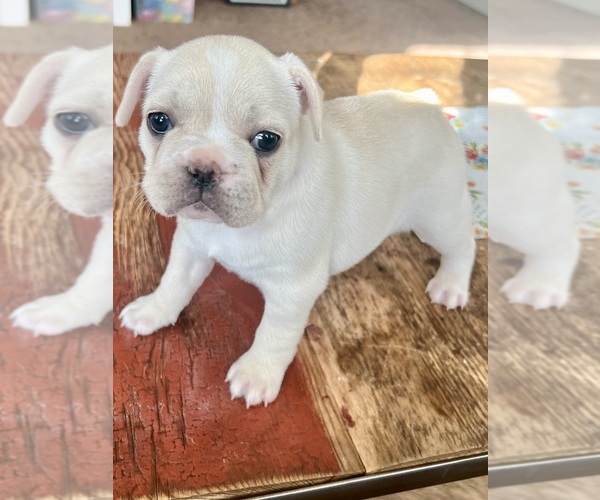 Medium Photo #2 French Bulldog Puppy For Sale in ELK, WA, USA
