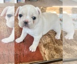 Small Photo #2 French Bulldog Puppy For Sale in ELK, WA, USA