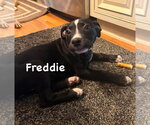 Small #1 American Pit Bull Terrier Mix
