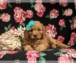 Small #4 Cavapoo