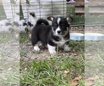 Small #4 Pembroke Welsh Corgi