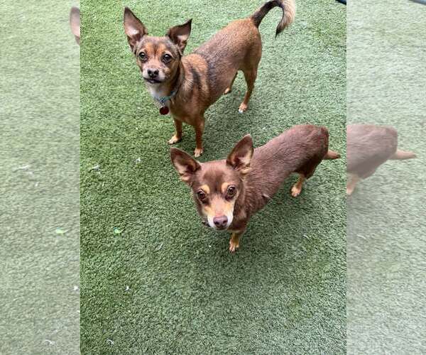 Medium Photo #1 Chihuahua-Unknown Mix Puppy For Sale in Tempe , AZ, USA