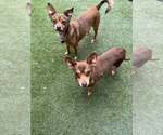 Small Chihuahua Mix
