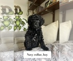 Small #10 Poodle (Standard)