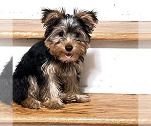 Yorkshire Terrier Puppy for sale in SOUTHBURY, CT, USA