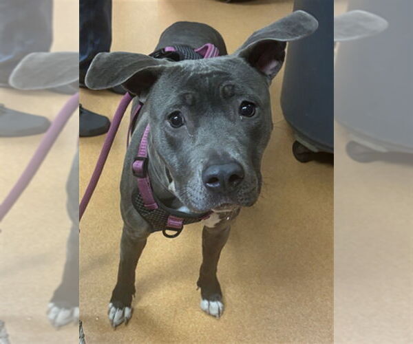 Medium Photo #1 Mutt Puppy For Sale in Martinez, CA, USA