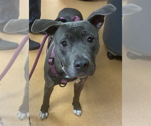 Mutt Dogs for adoption in Martinez, CA, USA