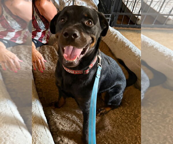 Medium Photo #2 Rottweiler Puppy For Sale in Gilbert, AZ, USA