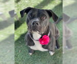 Small #6 American Bulldog Mix