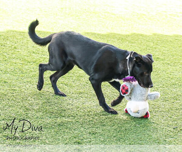 Medium Photo #4 Labrador Retriever-Unknown Mix Puppy For Sale in San Diego, CA, USA