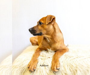 Ashton - Male Mutt Dog for Adoption - Photo #2