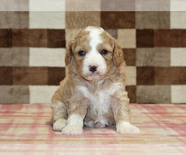 Medium Photo #7 Bernedoodle (Miniature)-Cavapoo (Miniature) Mix Puppy For Sale in DENVER, PA, USA