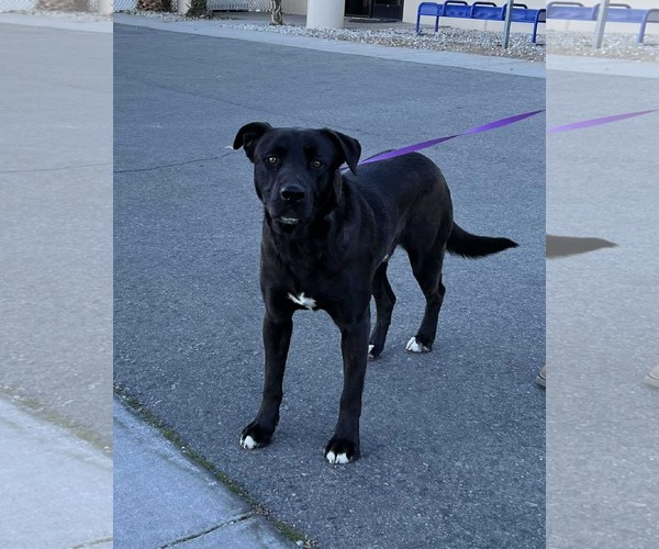 Medium Photo #1 Labrador Retriever-Unknown Mix Puppy For Sale in San Diego, CA, USA