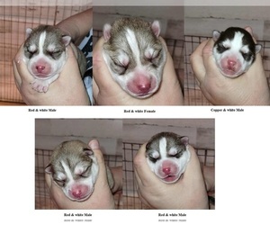 Siberian Husky Puppy for sale in KENNEWICK, WA, USA