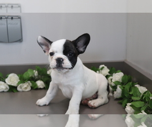 French Bulldog-Frengle Mix Puppy for sale in SHILOH, OH, USA